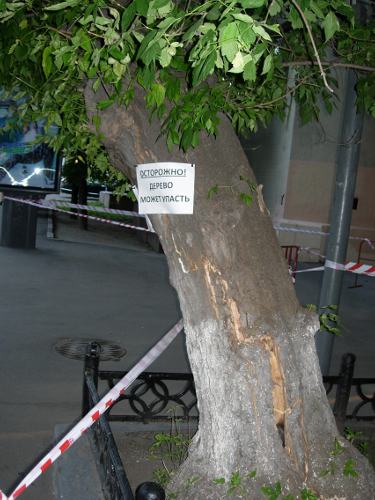 падающее дерево