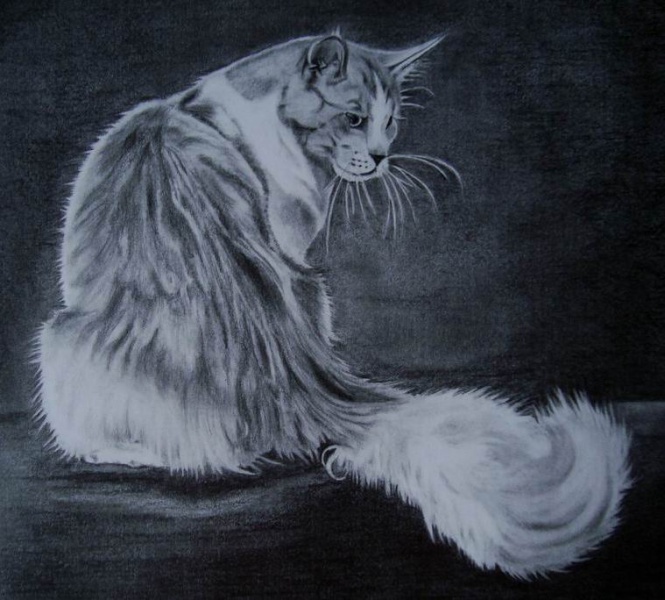 Картинки кошек рисунки для срисовки